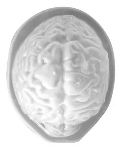 Halloween Puddingform Gehirn -Karneval Universe Verkäufe halloween puddingform gehirn halloween suesswaren jiggle wiggle brain 10357 03