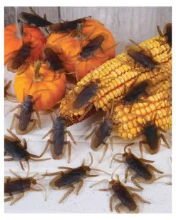 Kakerlaken 40 Stück -Karneval Universe Verkäufe kakerlaken im beutel 40 kunststoff kakerlaken kunststoff kakerlaken 17484 2