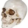 Realistischer Kunststein Totenkopf 1 Realistischer Kunststein Totenkopf -Karneval Universe Verkäufe realistischer kunststein totenschaedel halloween totenkopf realistic resin skull 38410