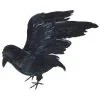 Lebensgroßer Rabe Mit Flügeln