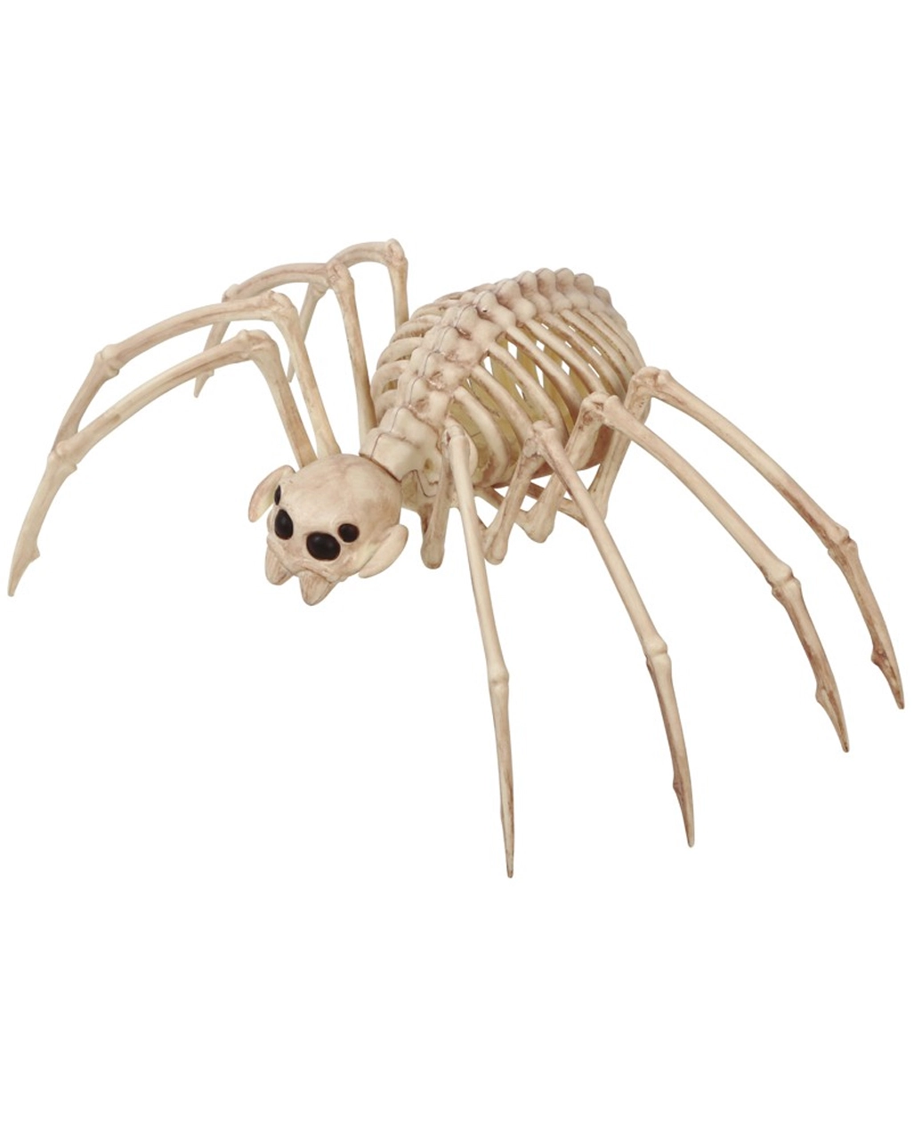 Tarantel Skelettfigur Spinne 20x35cm 3 Tarantel Skelettfigur Spinne 20x35cm
